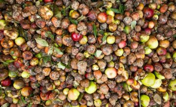 Hidden Toll of Food Spoilage