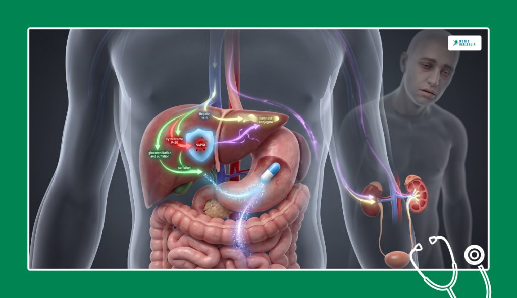 How Does Your Body Process Tylenol PM