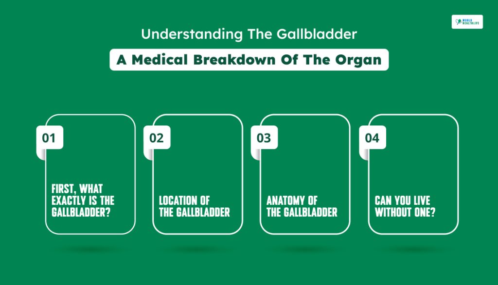 A Medical Breakdown Of The Organ